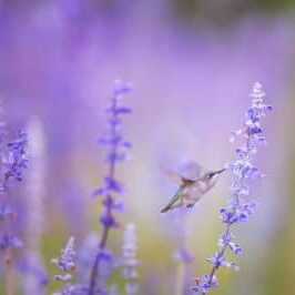 A female Ruby-throated Hummingbird feeds on some purple flowers early in the morning before the sun has even started shining on the field of flowers.  It was a cool morning and I had a blast sitting in this field of flowers at Ingstan Farms watching these fascinating birds fly all around.  I must thank my friends Emily and Stan for allowing me access to thier farm to photograph these little beauties.  Taken in Hammonton, New Jersey.